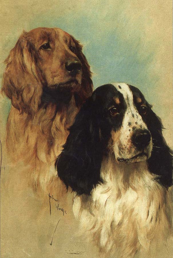 English Springer Spaniels at Rest